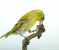 /album/vogels-van-jacques/huvaere-13-jpg/